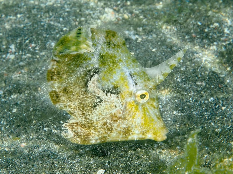 Yellow filefish, seagrass filefish (Acreichthys tomentosus), on a sandy seabed in green surroundings, Secret Bay dive site, Gilimanuk, Bali, Indonesia