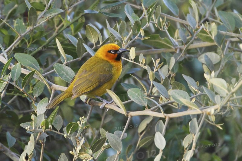 Spectacled Weaver (Ploceus ocularis) male, Lake Baringo, Kenya