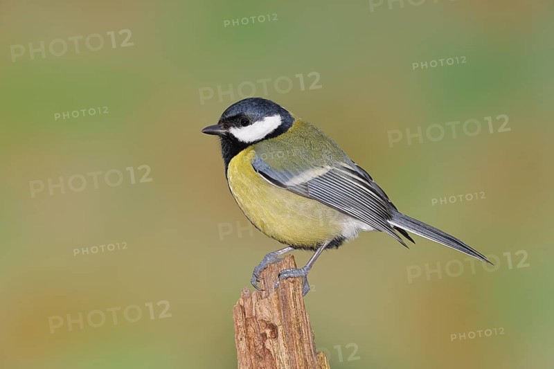 Great Tit (Parus major) perched on a tree stump, Wilnsdorf, North Rhine-Westphalia, Germany