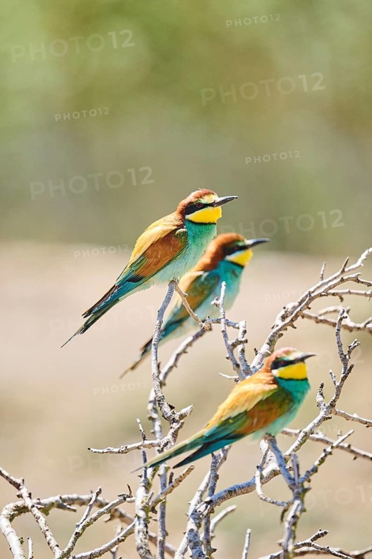 European bee-eaters (Merops apiaster) sitting on a branch, Spain