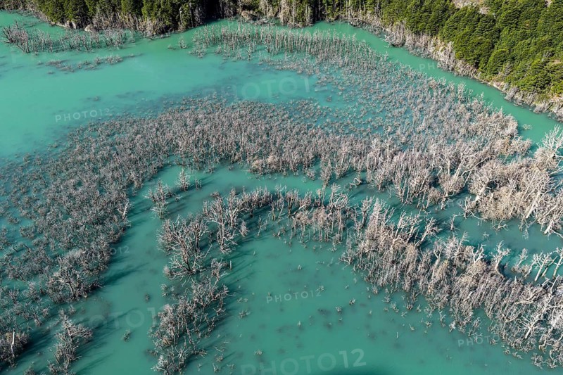 Flooded forest with dead trees, river Rio Norte damned by landslide, new lake, aerial view, Valle Exploradores near Puerto Rio Tranquilo, Patagonia, Chile