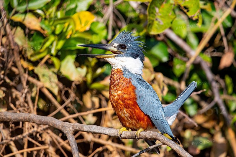 Ringed kingfisher (Ceryle torquata) Pantanal Brazil