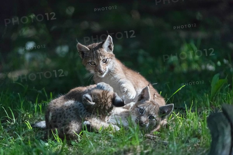 Eurasian lynx, Lynx lynx. Three young animals playing in green grass with a dark forest in the background
