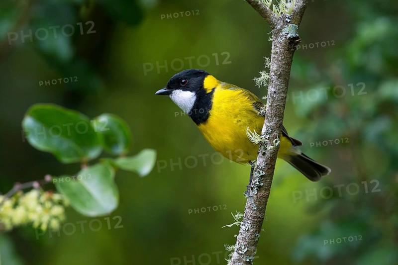Australian Golden Whistler (Pachycephala pectoralis) male, Victoria, Australia