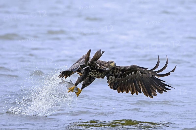 White-tailed eagle, Eurasian sea eagle, erne (Haliaeetus albicilla) juvenile catching fish in its talons from lake's water surface