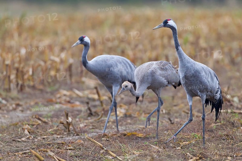 Common Crane (Grus grus) foraging, Mecklenburg-Western Pomerania, Germany