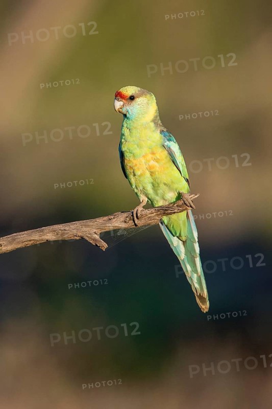 Mallee Ringneck (Barnardius zonarius barnardi), New South Wales, Australia