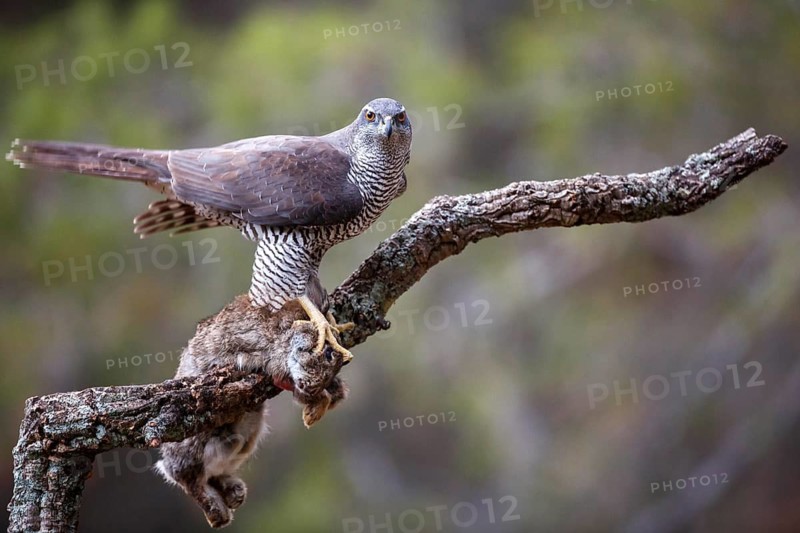 Northern Goshawk (Accipiter gentilis) female with prey, Madrid, Spain
