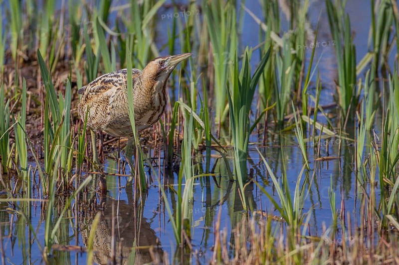 Great or Eurasian bittern (Botaurus stellaris) adult heron bird in a reedbed in spring, RSPB Minsmere nature reserve, Suffolk, England, United Kingdom