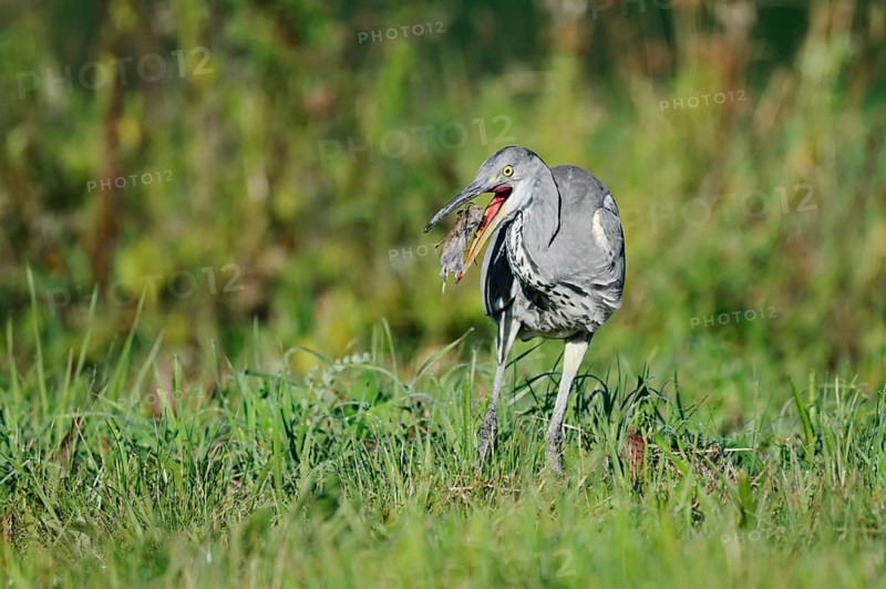 Grey heron (Ardea cinerea) standing in a meadow and eating a field mouse, North Rhine-Westphalia, Germany