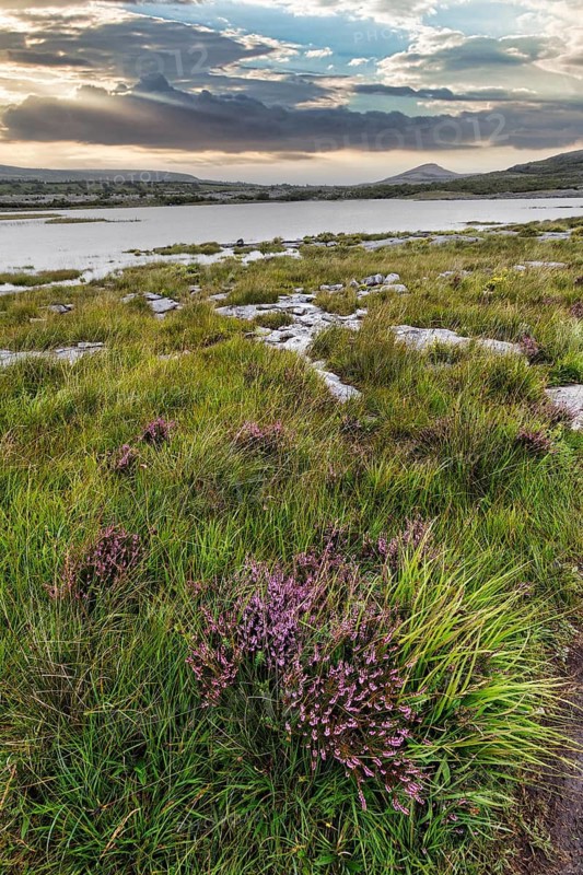 Blossoming karst landscape, lake on the horizon, evening sky, Burren National Park, County Clare, Ireland