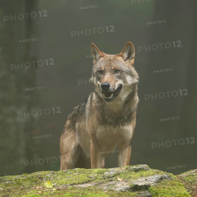 Wolf (Canis lupus) standing on a moss-covered rock and looking attentively, fog in the forest, captive, Bavarian Forest National Park, Bavaria, Germany