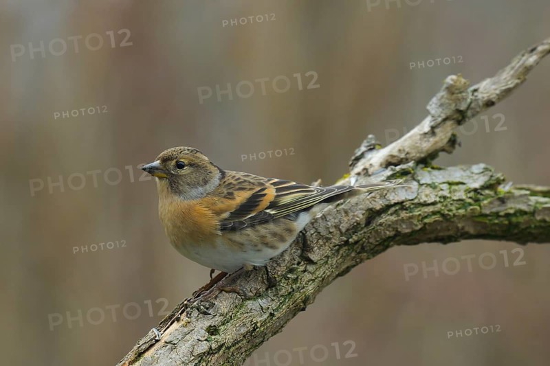 Mountain finch (Fringilla montifringilla), branch, Lower Austria