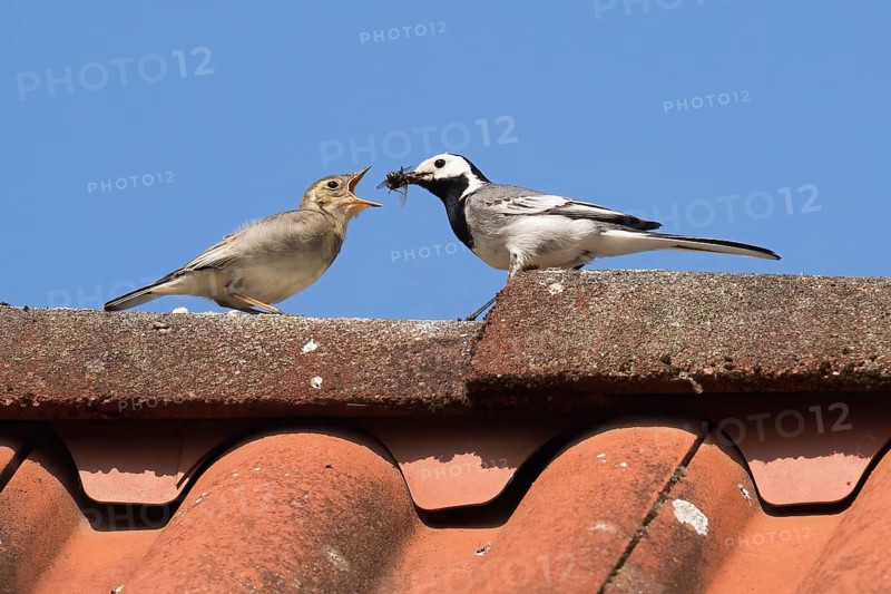 A white wagtail (Motacilla alba) feeds a young bird on a roof under a cloudless blue sky, Hesse, Germany