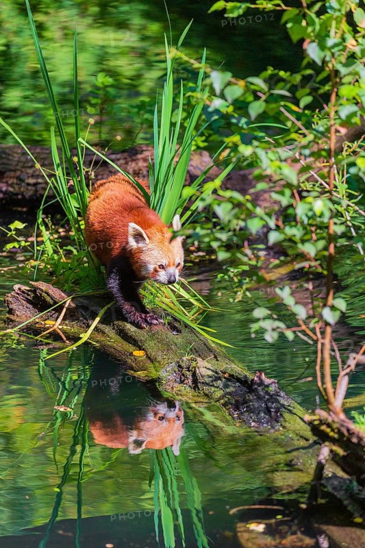 One red panda, Ailurus fulgens, balances over a log lying in the water