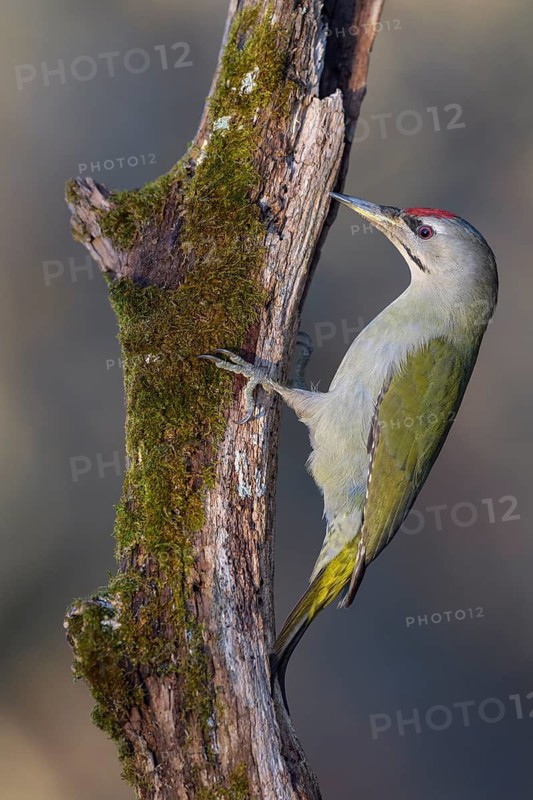 Grey-headed woodpecker (Picus canus), male on a moss-covered rotten tree trunk, biosphere reserve, Swabian Alb, Baden-Württemberg, Germany
