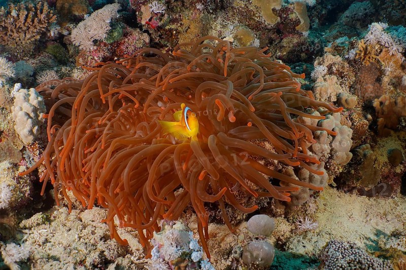 Bubble anemone (Entacmaea quadricolor)