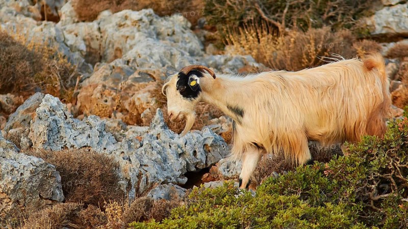 Morning light, beige goat exploring rocky terrain in natural environment, Rodopou Peninsula, Rodopou, West Crete, Greek Islands, Greece