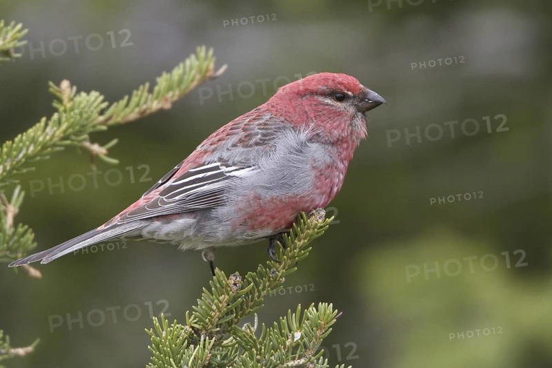 Pine Grosbeak (Pinicola enucleator) male, Manitoba, Canada