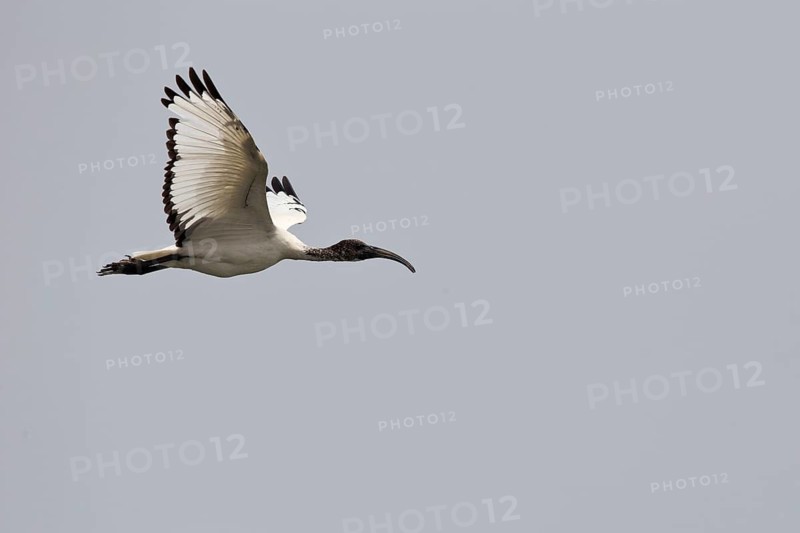 African Sacred Ibis (Threskiornis aethiopicus) juvenile flying, Semuliki National Park, Uganda