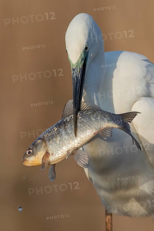 Great Egret (Ardea alba) with fish prey in beak, Subotica, Serbien