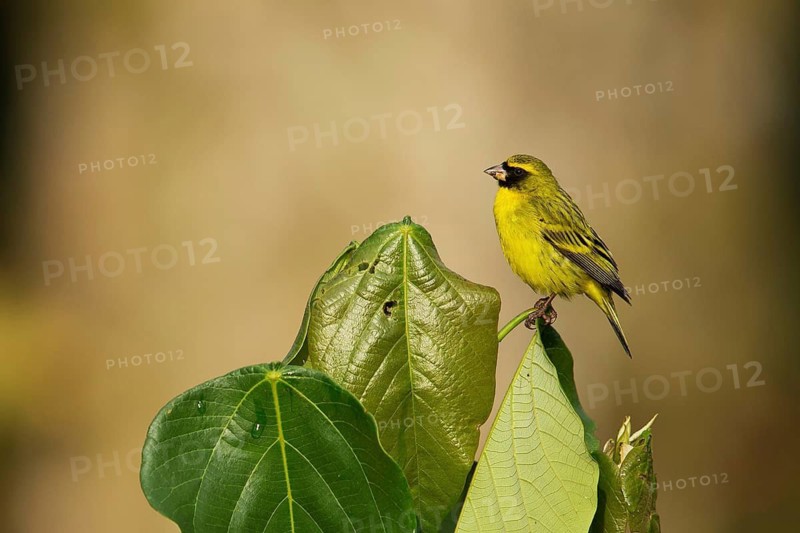 African Citril (Crithagra citrinelloides citrinelloides), Kafa, Ethiopia