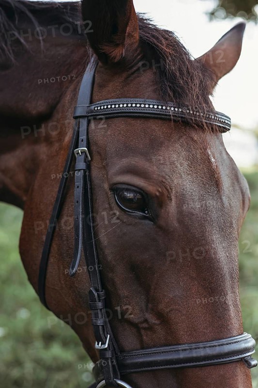 A detailed close up of a horse eye, showcasing the intricate features and texture of its skin and bridle. Captures the elegance and strength of this majestic animal