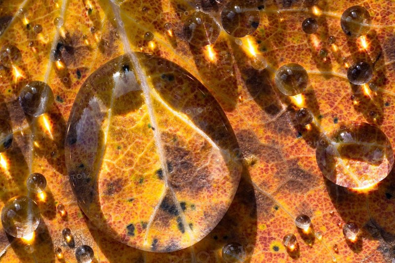 Water drops on leaves, Gällivare, Norrbotten, Lapland, Sweden, October 2023