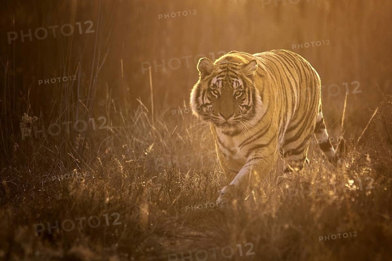 Bengal Tiger (Panthera tigris) male walking in backlight, captive, Philippolis, South Africa