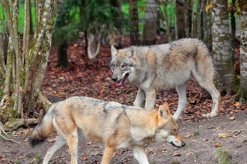A young grey wolf (Canis lupus lupus) stands in the forest on an overcast day, looking at his mother passing by