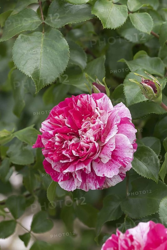 Climbing rose (Rosa COLIBRI), Germany