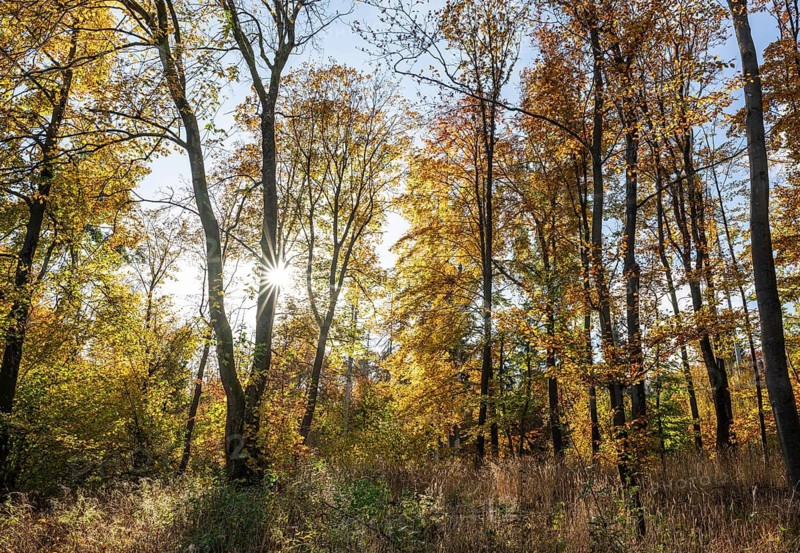 Beech forest, copper beech (Fagus sylvatica) in autumn with colourful leaves, backlit with sun star, Thuringia, Germany