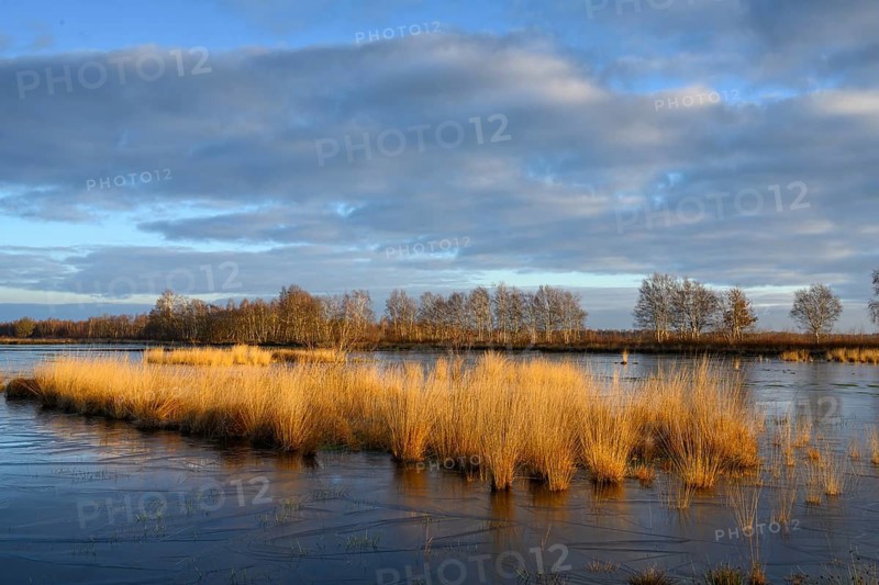 Wide, wintry Goldenstedt moor with pipe grass in the evening light, Goldenstedt, Lower Saxony, Germany