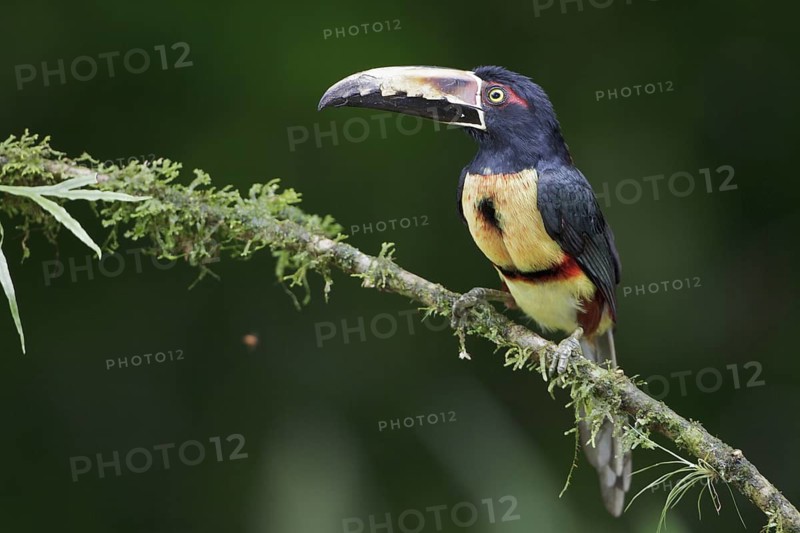 Collared Aracari (Pteroglossus torquatus) perched on a branch in Costa Rica, Central America