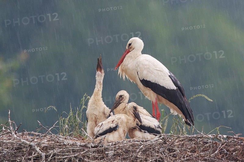 White Stork (Ciconia ciconia) with chicks in nest begging for food, North Rhine-Westphalia, Germany