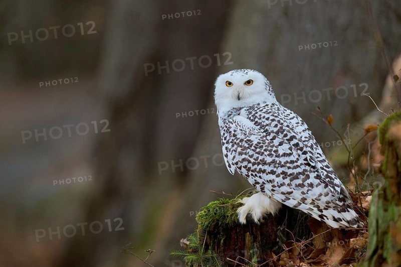 Snowy owl (Bubo scandiacus) captive, Czech Republic