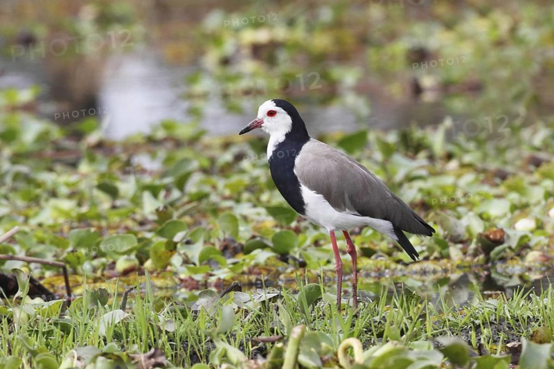 Long-toed Lapwing (Vanellus crassirostris), Lake Naivasha, Kenya