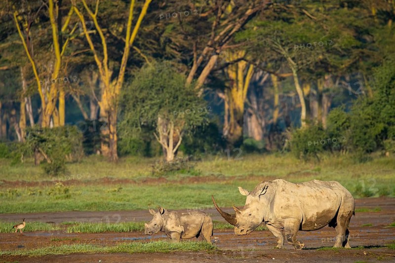 A serene scene capturing two rhinos, an adult and a calf grazing on the grassy plains of Lake Nakuru, Kenya, with a backdrop of lush trees under a clear sky
