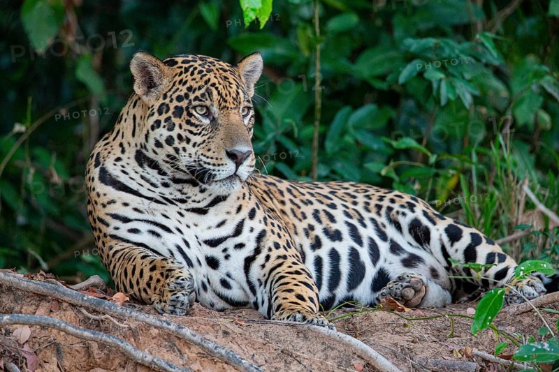 Jaguar (Panthera onca) Pantanal Brazil