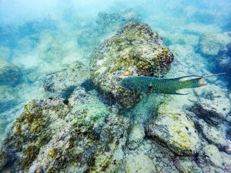 Wrasses (Labridae), Underwater, Galapagos, Ecuador