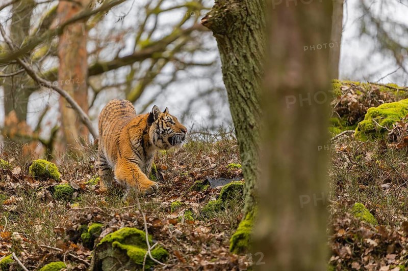 One young female Siberian Tiger, Panthera tigris altaica, walking between rocks in a forest