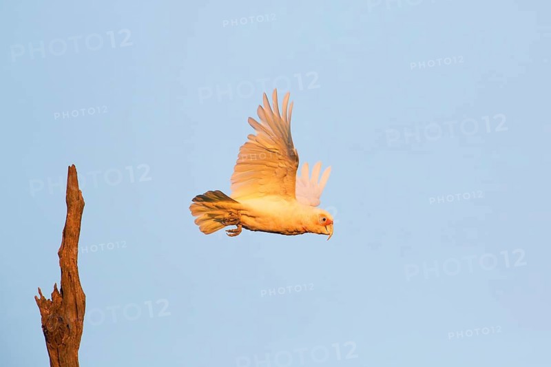 Long-billed Corella (Cacatua tenuirostris) taking flight Victoria, Australia