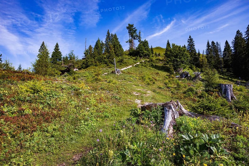 Hiking trail to the summit of the Taborberg, Lammertal, Osterhorn group, Salzkammergut, Salzburg province, Austria