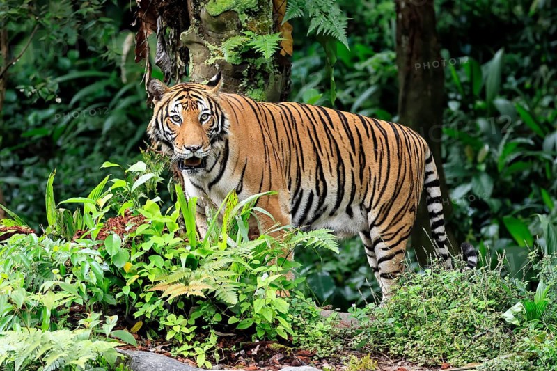 Malaysia tiger (Panthera tigris jacksoni), adult, alert, Malaysia, Southeast Asia