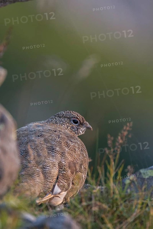 Rock Ptarmigan (Lagopus muta) female, Bern, Switzerland
