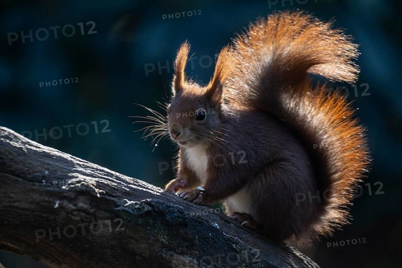 Squirrel (Sciurus vulgaris), Emsland, Lower Saxony, Germany