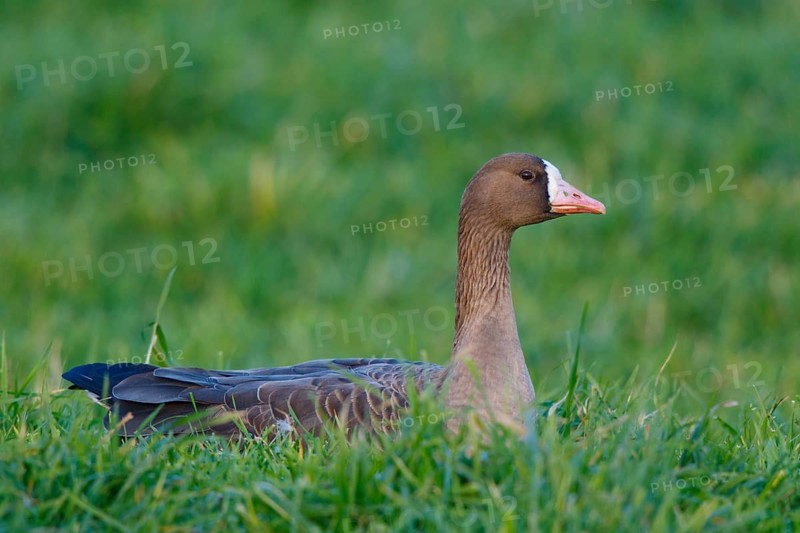 Greater White-fronted Goose (Anser albifrons), North Rhine-Westphalia, Germany