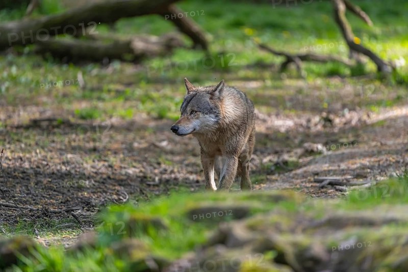 One eurasian gray wolf (Canis lupus lupus) running through an open forest. Watching something on the left side. Rocks, logs and green vegetation in the background