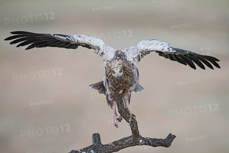 Egyptian Vulture (Neophron percnopterus) perched on an old branch, Castile-La Mancha, Spain