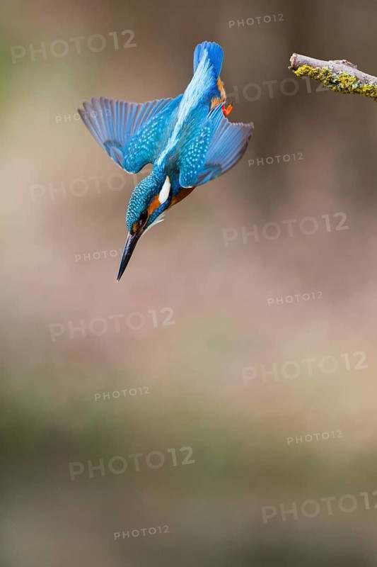 Kingfisher (Alcedo attis), adult male, in flight diving from a branch into a stream to catch a fish, Hesse, Germany